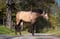 Horse ad