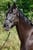Horse ad