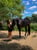 Horse ad