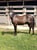Horse ad