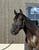 Annuncio cavallo