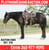 Horse ad
