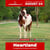 Paardadvertentie