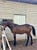 Horse ad