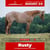 Paardadvertentie
