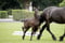 Horse ad