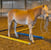 Horse ad