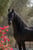 Horse ad