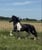 Horse ad