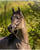 Horse ad