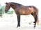 Horse ad