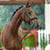 Annuncio cavallo