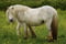 Annuncio cavallo