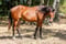 Annonce cheval