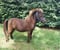 Horse ad