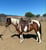 Paardadvertentie