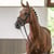 Annuncio cavallo