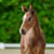 Annuncio cavallo