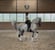 Annuncio cavallo