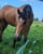 Horse ad