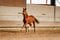 Annonce cheval