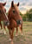 Annuncio cavallo