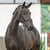 Annuncio cavallo