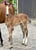 Annuncio cavallo