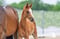 Horse ad