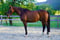 Annuncio cavallo