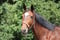 Horse ad