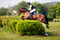Horse ad