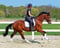 Annonce cheval