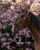 Horse ad