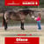 Horse ad