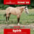 Annuncio cavallo
