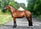 Annuncio cavallo