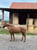 Anuncio de caballos