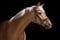 Horse ad