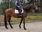 Annonce cheval