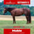 Paardadvertentie