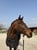 Annuncio cavallo