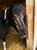 Horse ad