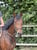 Annuncio cavallo
