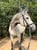 Annuncio cavallo