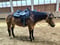 Anuncio de caballos