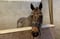 Horse ad