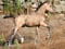 Horse ad