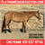 Horse ad