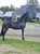 Horse ad